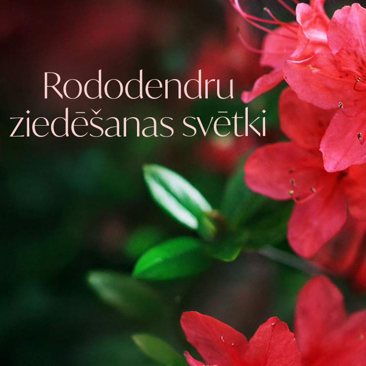 Galerijas bilde 1: Rododendru ziedēšanas svētki