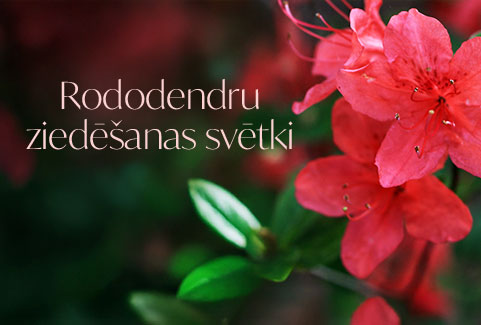 Galerijas bilde 1: Rododendru ziedēšanas svētki