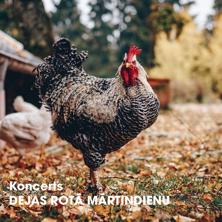 Izrādes "JDK “Vizbulīte” un draugu koncerts “Dejas rotā Mārtiņdienu”" attels