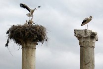 Meklēšanas rezultāta izrādes "INDRĀNI" attels