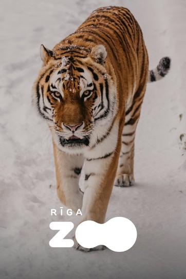 Изображение мероприятия "Rīga ZOO gada abonements" из результатов поиска